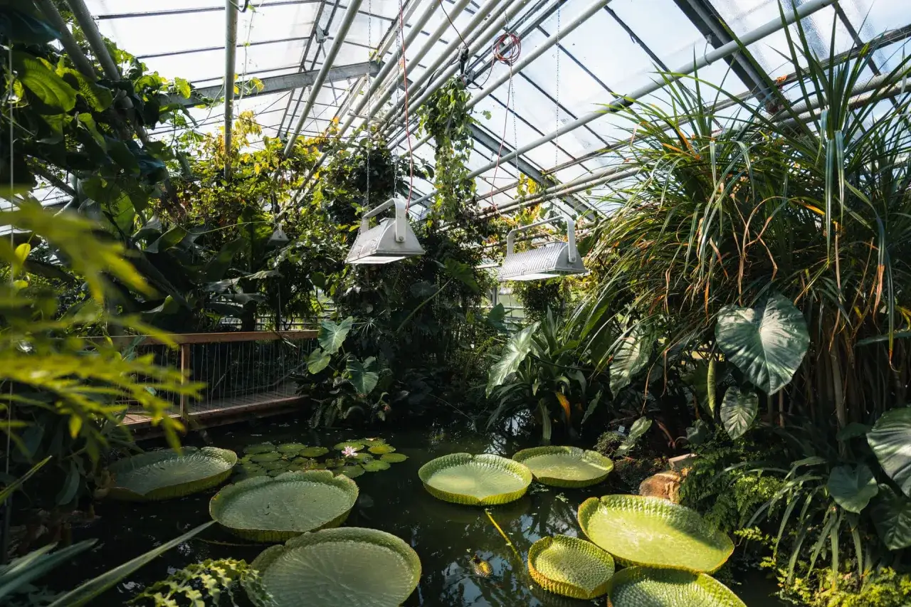 Tropenhaus im botanischen Garten NRW mit riesigen Seerosenblättern und üppiger Vegetation.
