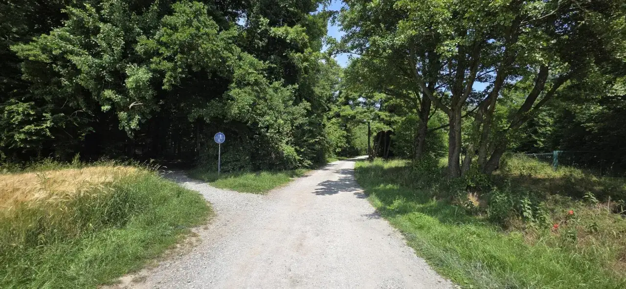 Weggabelung im Wald bei Oelde. Ein Weg führt durch grünes Dickicht, der andere durch sonniges Feld. Vielleicht das Geisterholz?
