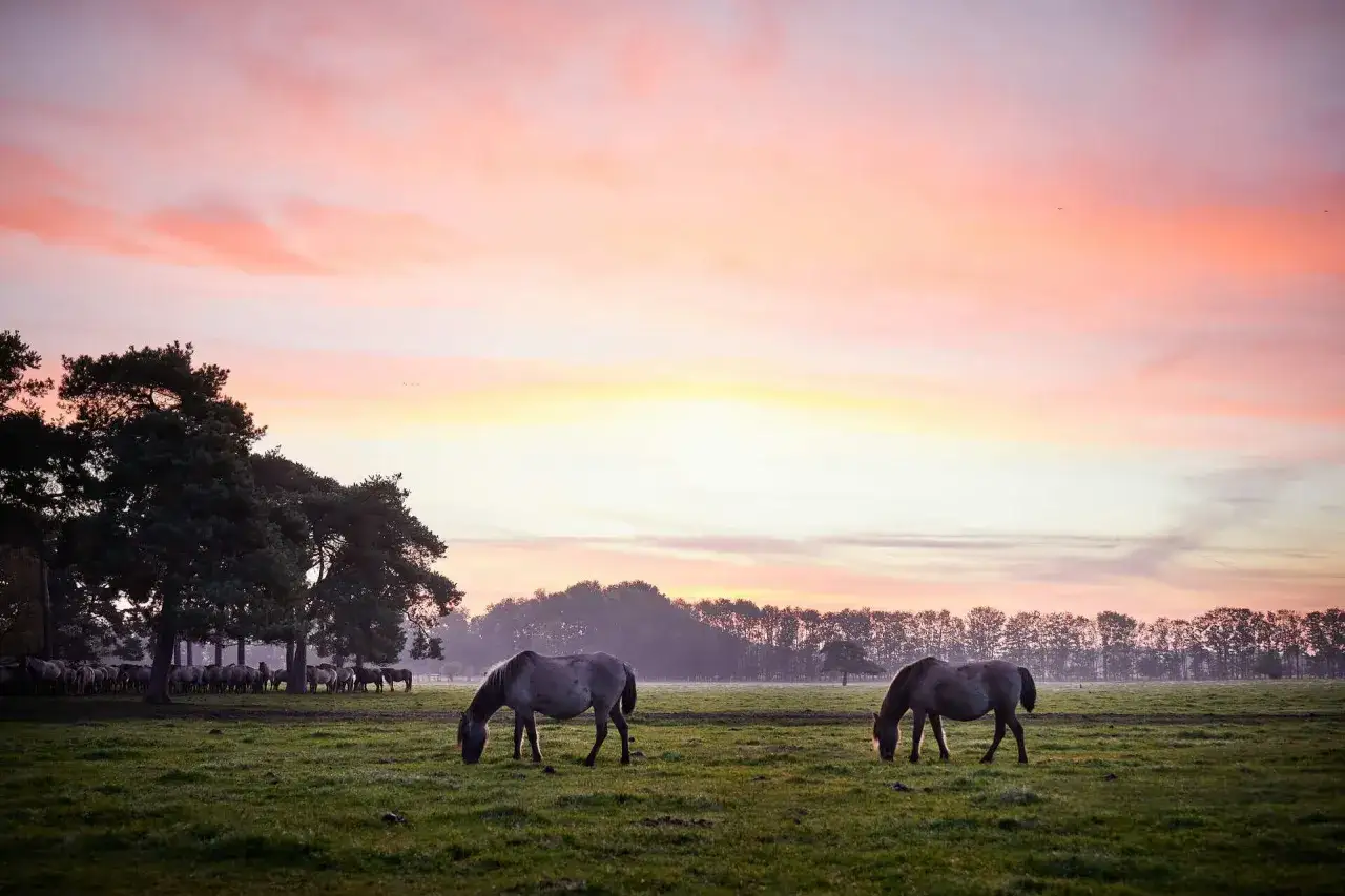 Zwei graue Wildpferde grasen friedlich auf einer grünen Wiese in Deutschland, während der Himmel in warmen Rosatönen leuchtet.