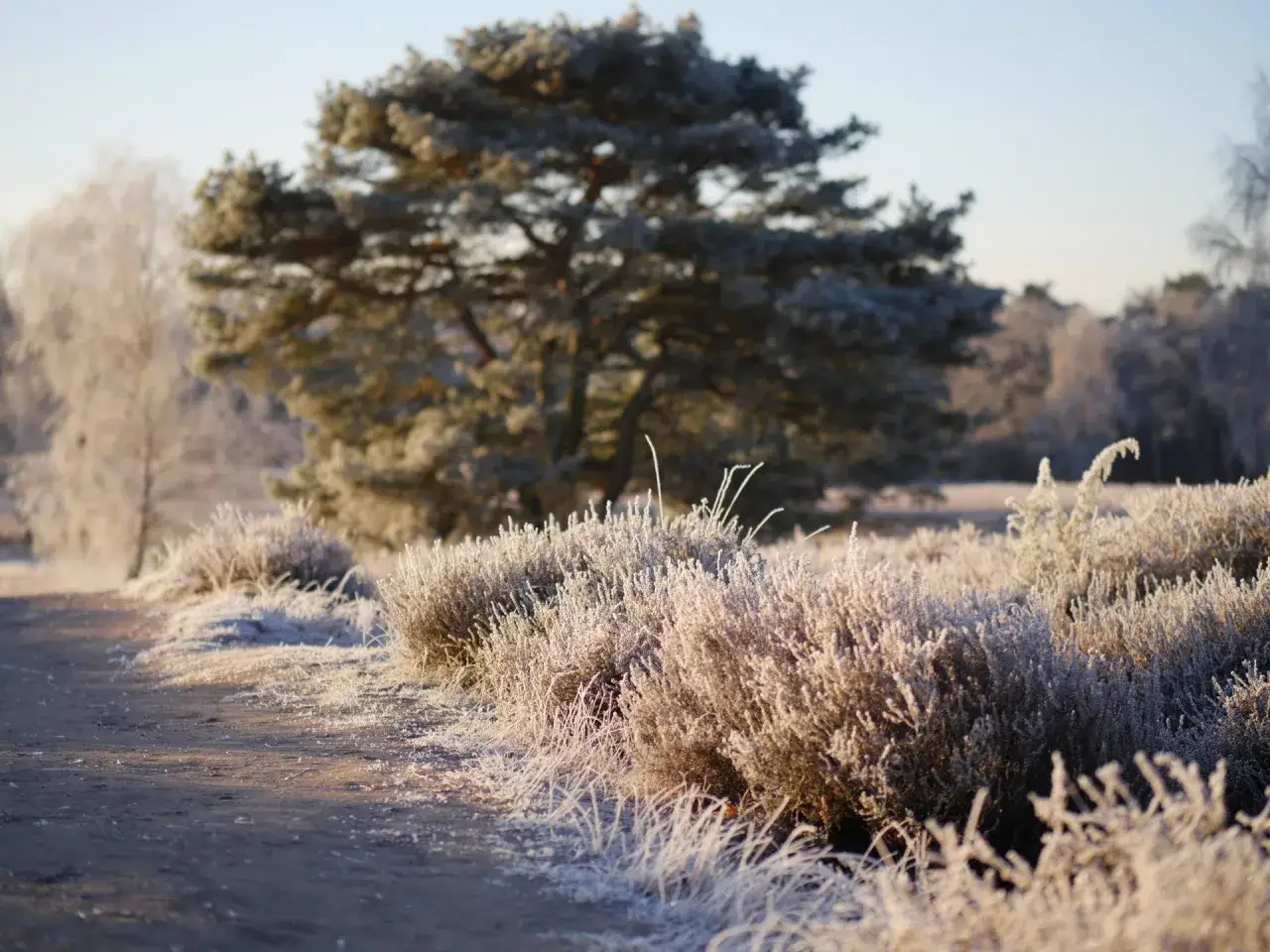 Frostbedeckte B&uuml;sche und Gr&auml;ser s&auml;umen einen Weg in der Westruper Heide. Im Hintergrund ein gro&szlig;er Baum und verschneite B&auml;ume.