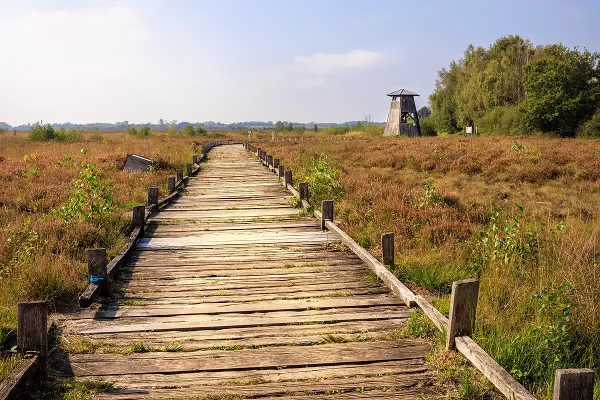 Holzsteg f&uuml;hrt durch das Hiller Moor, vorbei an einem Aussichtsturm. Die Heide bl&uuml;ht in warmen Farben unter blauem Himmel.