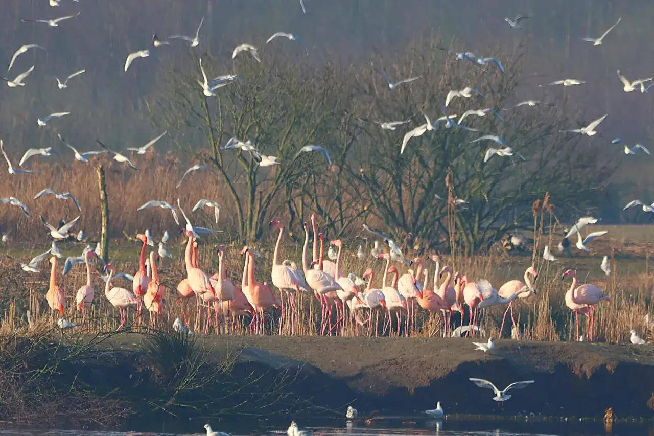 Flamingos und M&ouml;wen im Zwillbrocker Venn. Eine Gruppe rosafarbener Flamingos steht am Ufer, w&auml;hrend zahlreiche M&ouml;wen &uuml;ber ihnen kreisen.