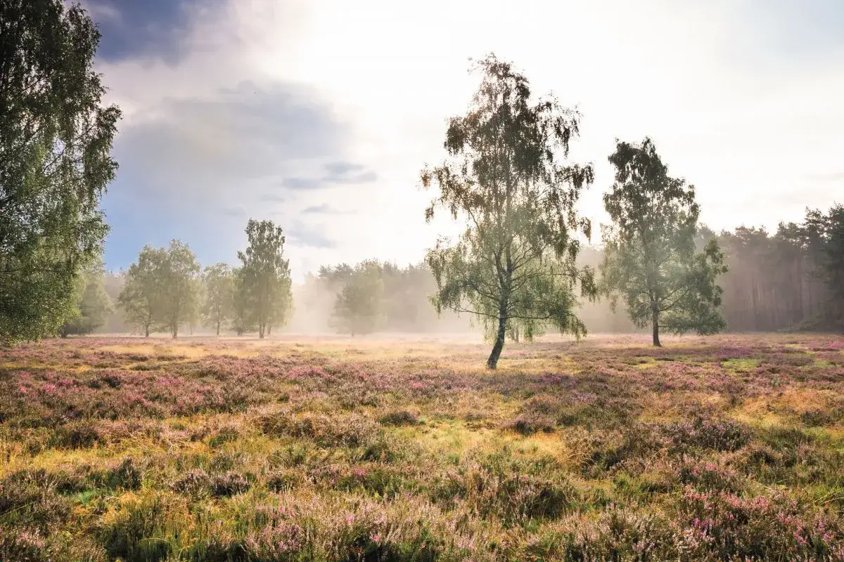 Morgendlicher Nebel über einem Heidekraut-Feld mit Birken. Ein idealer Ort für den Emsquellen Wanderweg.