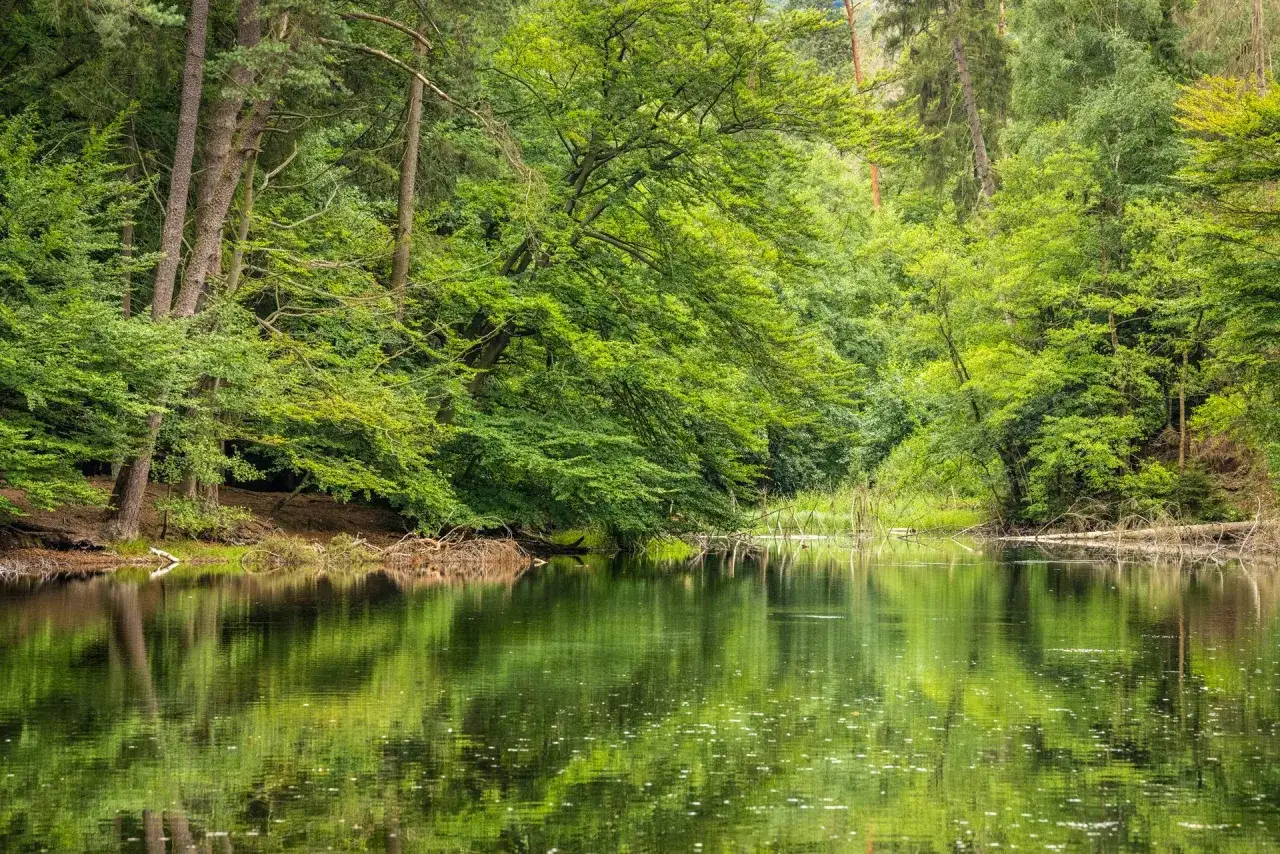 Ein ruhiger Pivitker Wasserweg schl&auml;ngelt sich durch einen &uuml;ppigen, gr&uuml;nen Wald. Die B&auml;ume spiegeln sich im stillen Wasser.