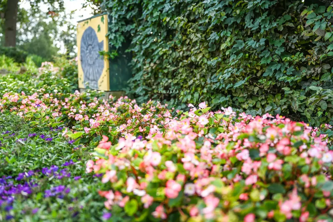 Bunte Blumen im Rosengarten Seppenrade blühen vor einer mit Efeu bewachsenen Wand. Ein gelbes Schild mit einem Ammoniten-Motiv ist zu sehen.