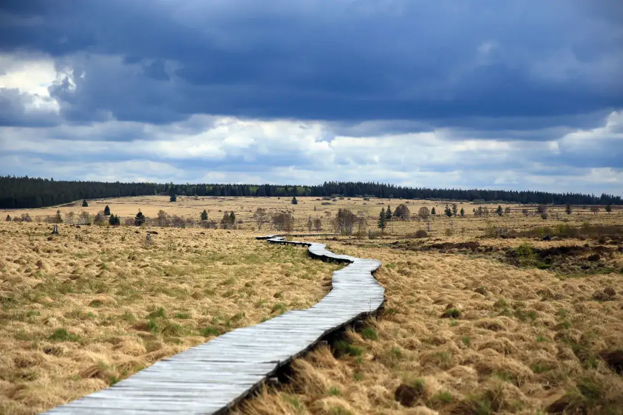 Holzsteg schlängelt sich durch das trockene Gras des Hohen Venns unter dramatischem Himmel.