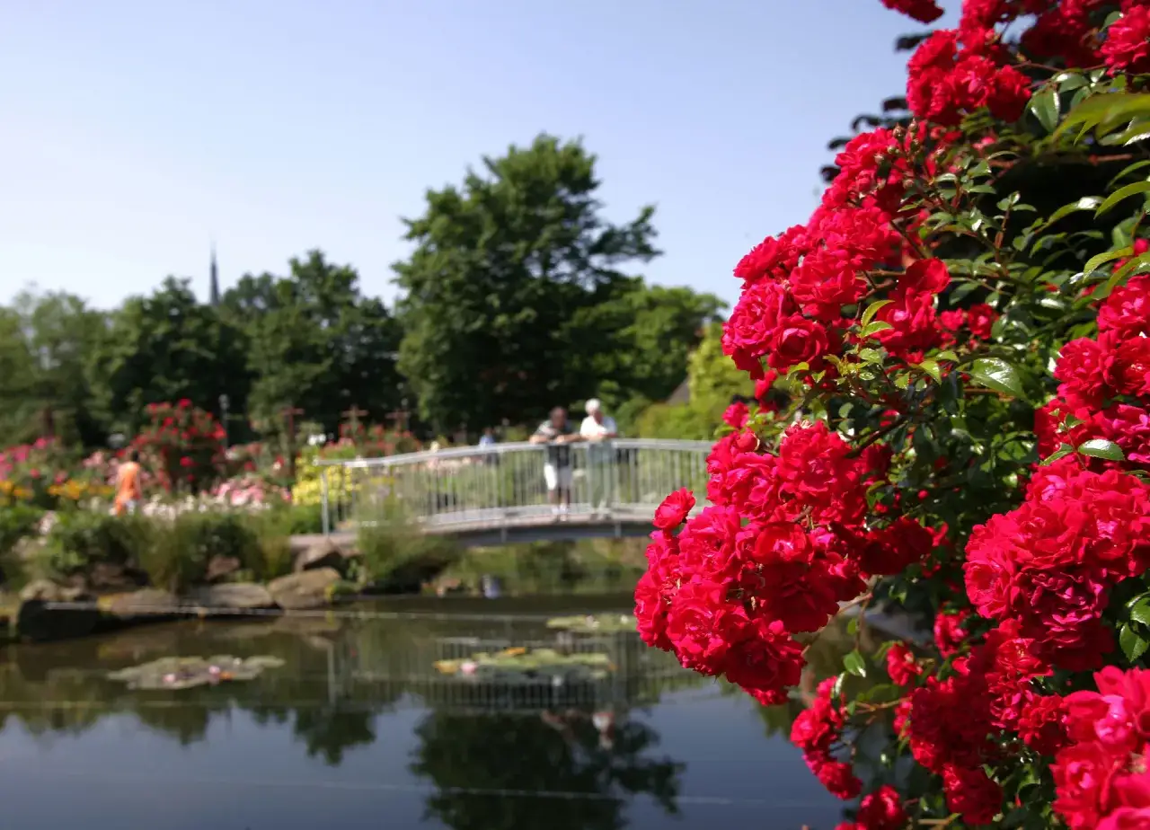 Leuchtend rote Rosen blühen im Rosengarten Seppenrade. Ein Teich mit Seerosen und eine Brücke mit Spaziergängern sind im Hintergrund zu sehen.