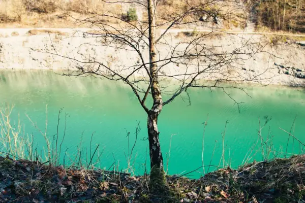 Ein kahler Baum steht am Ufer der blauen Lagune im Teutoburger Wald. Das Wasser schimmert türkisgrün vor der hellen Felswand.