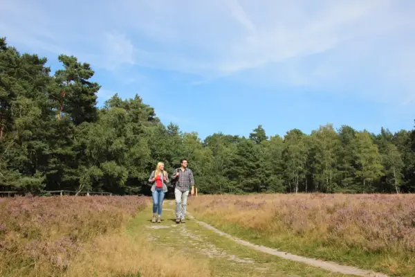 Ein Paar wandert auf einem Pfad durch blühendes Heidekraut. Der Weg führt entlang eines Waldes, ideal für einen Ausflug auf dem emsquellen wanderweg.