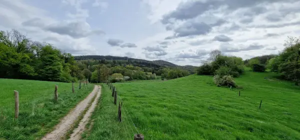 Ein schmaler Weg führt durch saftig grüne Wiesen und Wälder. Der bergweltenweg Steinhagen lädt zum Wandern ein.